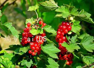 ѹ
